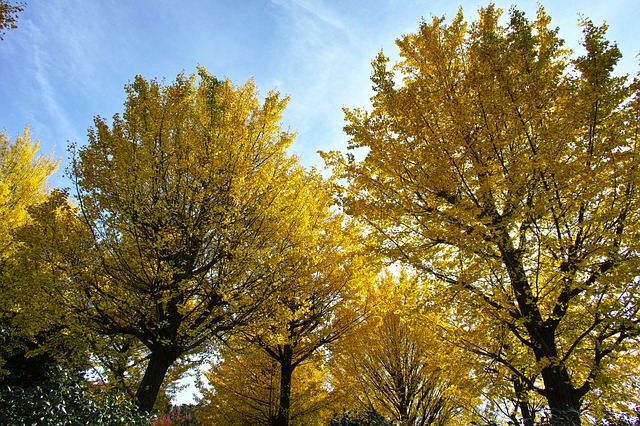 Proč je tak zajímavý strom ginkgo biloba, zvaný jinan dvoulaločný?