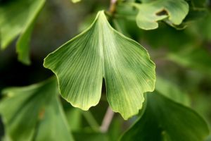 ginko-biloba, jinan dvoulaločný