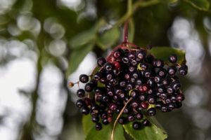 čerstvé plody černého bezu