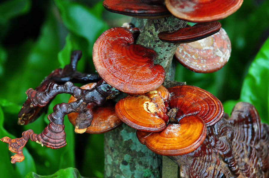 Čínská houba reishi: Její všestranné účinky vám prodlouží život