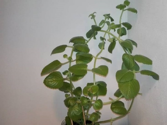 Rýmovník, neboli Plectranthus argentatus