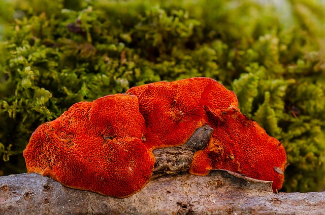 Diabetici, až půjdete na houby, hledejte Reishi – lesklokorku lesklou